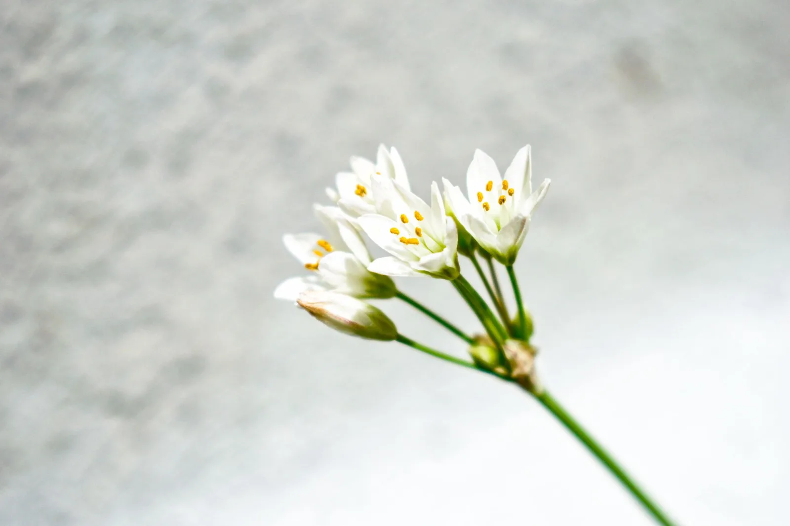 Koolhydraatarm eten: compleet weekmenu voor 7 dagen — Close-up of delicate white flowers with a soft blurred background, showcasing nature's beauty.