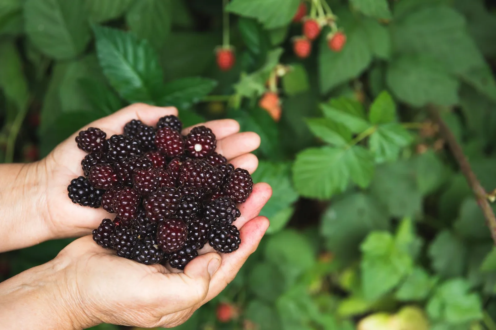 Hands holding ripe blackberries with green leaves in the background, showcasing freshness.